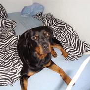 Rottweiler Zeus