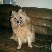 Pomeranian Flopper