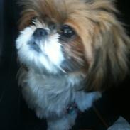 Shih tzu Karla
