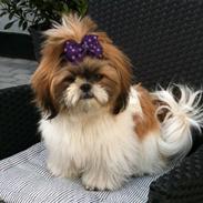 Shih tzu Karla