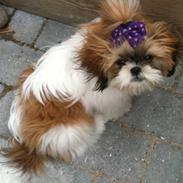 Shih tzu Karla