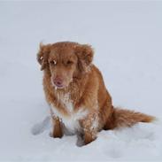 Nova scotia duck tolling retriever Laika