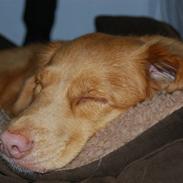 Nova scotia duck tolling retriever Laika