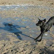 Labrador retriever Maggi