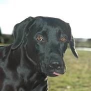 Labrador retriever Maggi