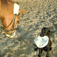 Labrador retriever Maggi