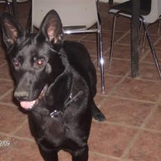 Schæferhund Alf