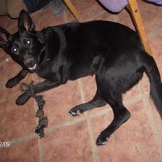 Schæferhund Alf