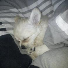 Blanding af racer Molly