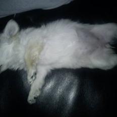 Blanding af racer Molly