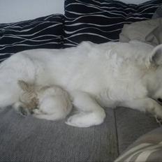 Blanding af racer Molly