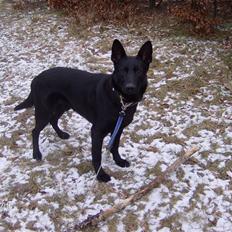 Schæferhund Alf