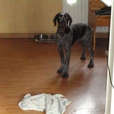 Ruhåret hønsehund Øksenhaven´s Dodo 