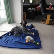 Ruhåret hønsehund Øksenhaven´s Dodo 