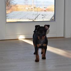 Dvaergpinscher Vedhauges O'Sally - Sally
