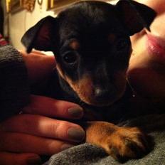 Dvaergpinscher Vedhauges O'Sally - Sally