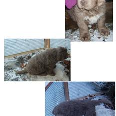 Newfoundlænder Silver