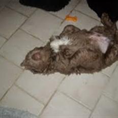 Newfoundlænder Silver