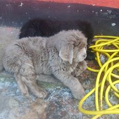 Newfoundlænder Silver