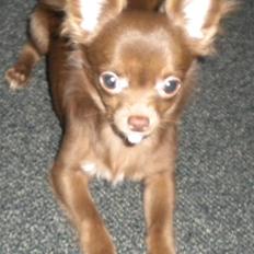 Chihuahua Abi Bear