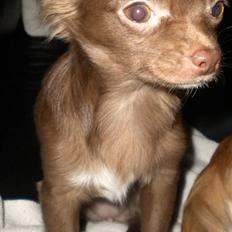Chihuahua Abi Bear