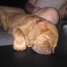 Dogue de bordeaux Molly