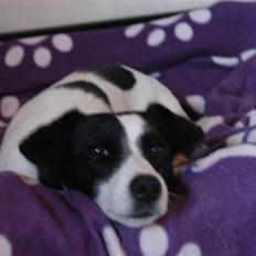 Jack russell terrier Loppen