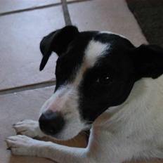 Jack russell terrier Loppen