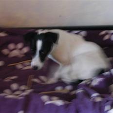 Jack russell terrier Loppen