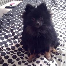 Pomeranian Choco