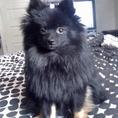 Pomeranian Choco