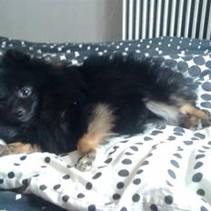 Pomeranian Choco