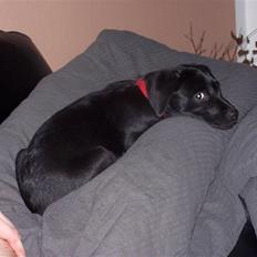 Labrador retriever Darfy's Utrilla (PAYA)