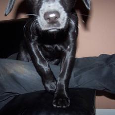 Labrador retriever Darfy's Utrilla (PAYA)