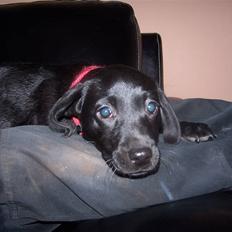 Labrador retriever Darfy's Utrilla (PAYA)