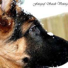 Schæferhund Haweto's Retro