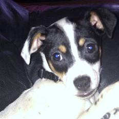 Dansk svensk gaardhund ¨˜”°º•MILLE•º°”˜¨