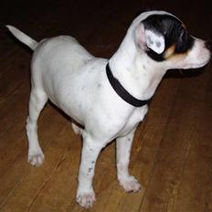 Dansk svensk gaardhund ¨˜”°º•MILLE•º°”˜¨