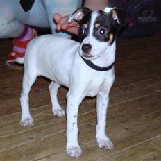 Dansk svensk gaardhund ¨˜”°º•MILLE•º°”˜¨