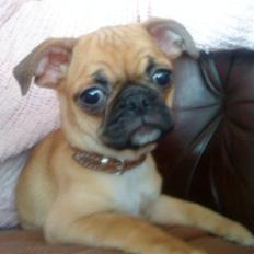Blanding af racer Piano (mops chihuahua)