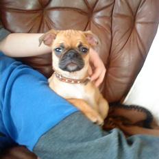 Blanding af racer Piano (mops chihuahua)