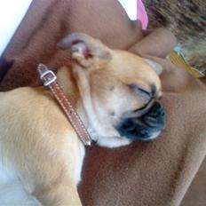 Blanding af racer Piano (mops chihuahua)