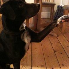 Blanding af racer daim