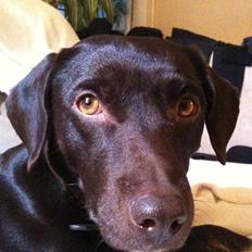 Blanding af racer daim