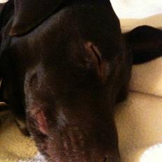 Blanding af racer daim