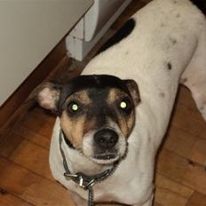 Dansk svensk gaardhund Paulus