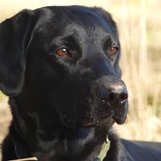 Labrador retriever bessy