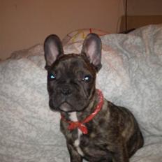 Fransk bulldog armarni