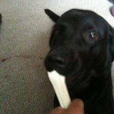 Labrador retriever bessy