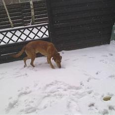 Rhodesian ridgeback blanding - Don ~ Mit Alt !